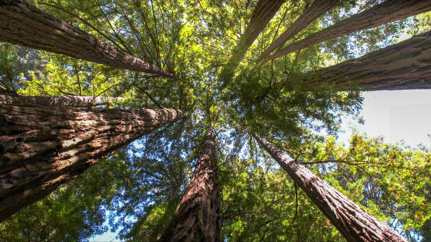 How Our Tree Care Process Works  in Old Stine, CA