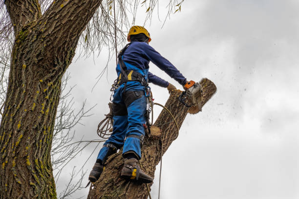 Old Stine, CA Tree Services Company